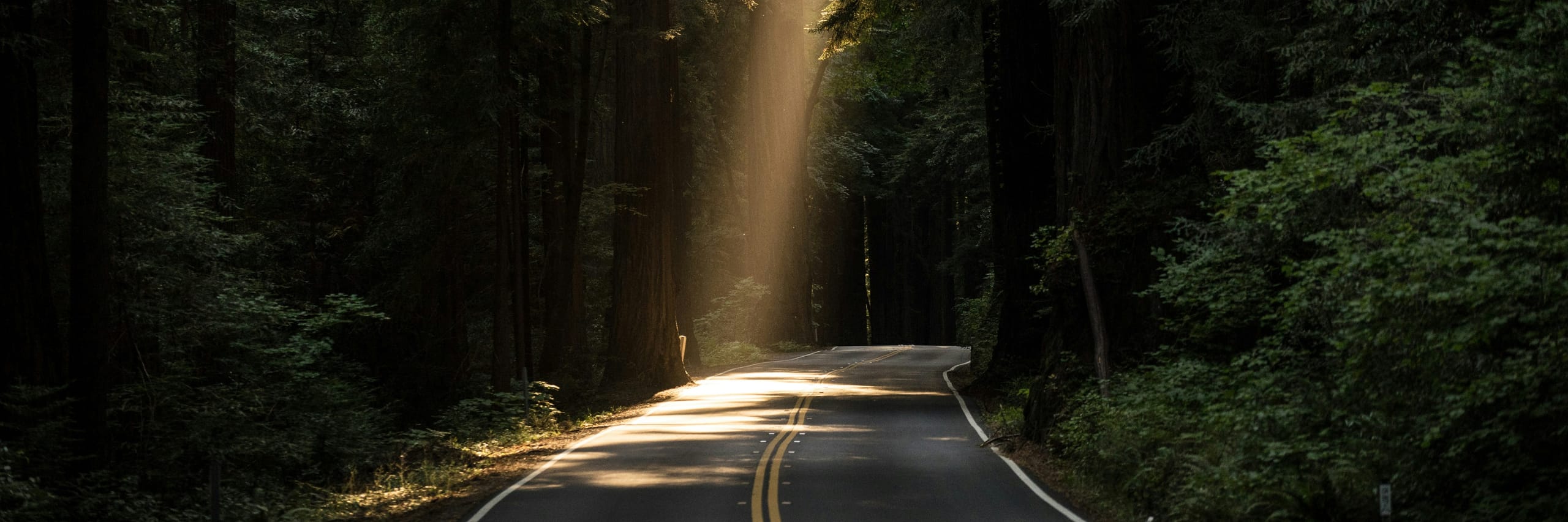 A two-lane road curving through tall trees, a shaft of daylight falling across it
